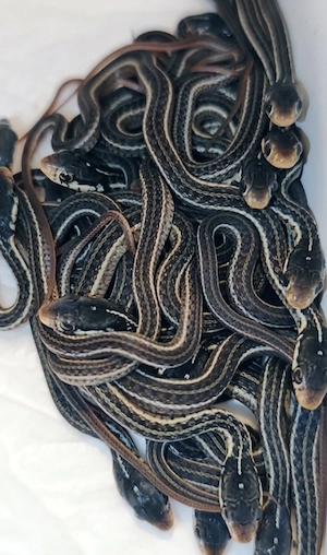 Thamnophis sirtalis similis