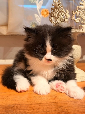 Mix Kätzchen (Perser+Maine Coon)