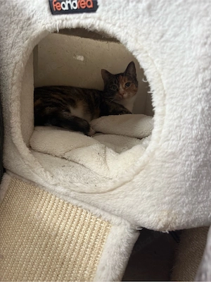 weibliche Katze