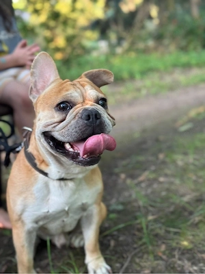 Schweren Herzens suchen wir für unseren Hund ein liebevolles neues Zuhause