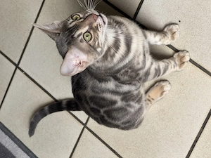 Bengal Kater 