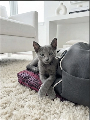 Süße Russisch Blau Katerchen aus liebevoller Hobbyzucht, mit Stammbaum sofort Abgabe bereit.