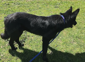 EILT Collie Schäferhund Mix Rüde 12Mon 25kg 50cm bundesweit aus