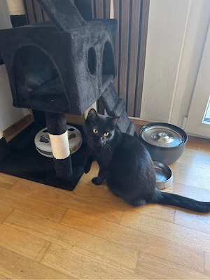 Kater (6 Monate) mit komplettem Zubehör zu verkaufen   