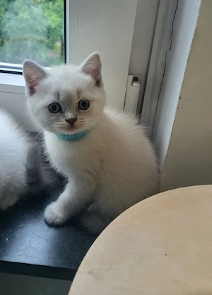 BKH Lilac Point 1 Mädchen