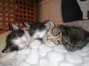 Kitten Katzenbaby Katzenwelpen Handaufzucht 