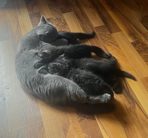 4 BKH kitten abzugeben