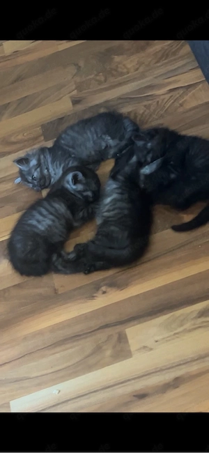 4 BKH kitten abzugeben