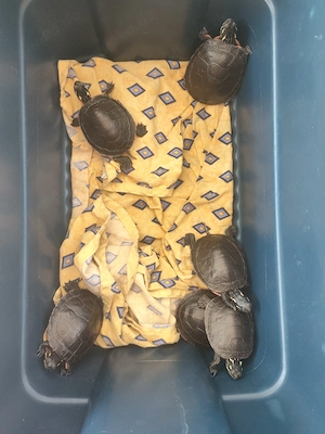 Zierschildkröte geschlüpft Juli 2023 Bild 3