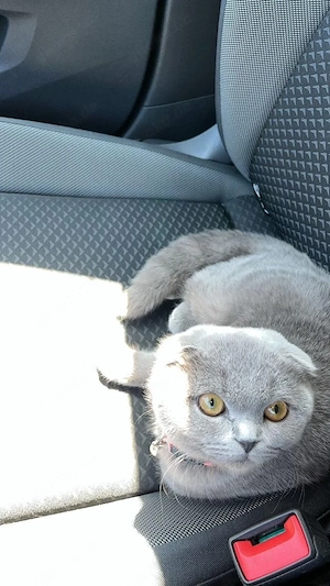 katze bkh 