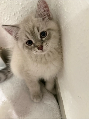 Ragdoll Kater