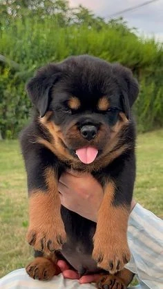 Rottweiler welpen R u.H mit Ahnentafel sucht ein liebevolles zu Hause