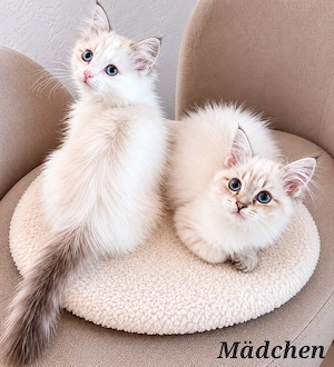 Ragdoll Kitten suchen liebe Familie
