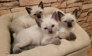 Siam- Point-Kitten, geb. 09.05.2026, liebevolle Aufzucht