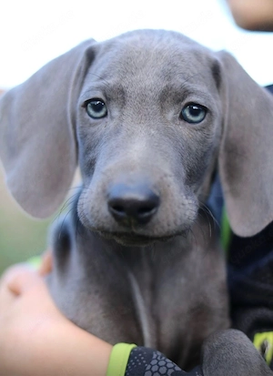 Weimaraner Welpen Blau 