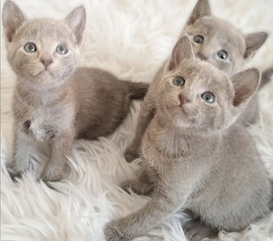 Süße Russisch Blau Kitten aus liebevoller Hobbyzucht,  mit Stammbaum (abzugeben ab 12. Woche)