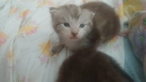 katzenkitten babys