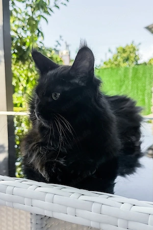 Prachtvoller Maine-Coon-Mix Kater (5 Monate) | Kinderlieb & Bestens Sozialisiert!