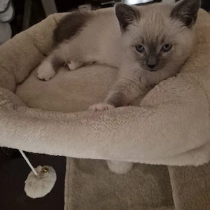 BKH Kitten