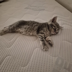 BKH Kitten