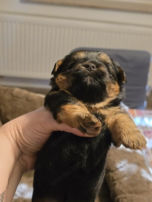 Wunderschöne Yorkshire Terrier Welpen Hündin zu verkaufen