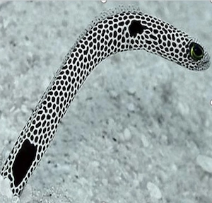 Verkaufe 4 interessante Fische an Meer-Wasser-Aquarianer