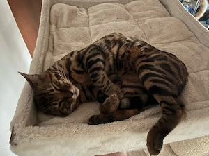 Liebervoller aber anspruchsvoller Kater