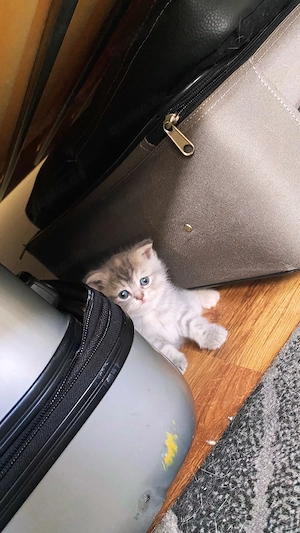 3 Katzen zu wünschen