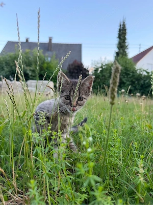Maine-Coon-Mix-Kätzchen