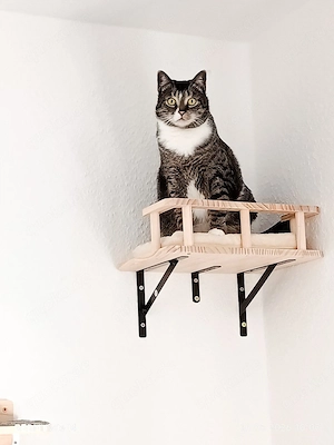 kater anzugeben 