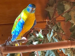 Schönsittich Pärchen