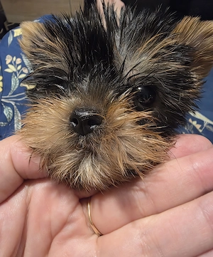Yorkshire Terrier Mädchen 
