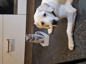 Labrador Rüden 6 Monate alt sucht ein für immer zuhause 