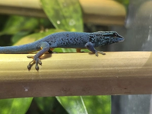Lygodactylus williamsi Himmelblauer Zwergtaggecko Männchen 1.0