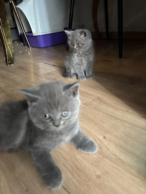 BKH Kitten 
