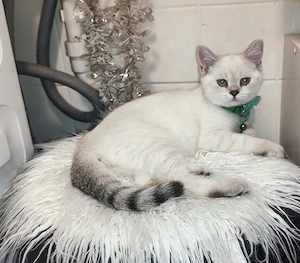 Britisch Kurzhaar Kater 