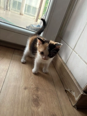 BKH Kitten