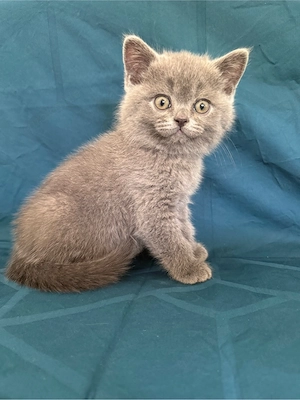 BKH Kater 