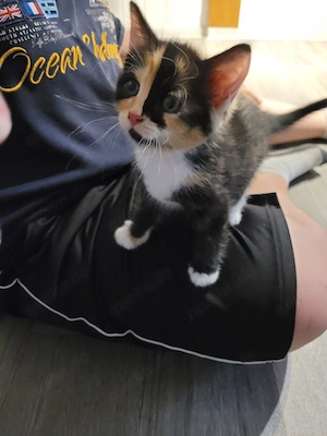 Bildhübsche Glückskatze, Kitten, Babykatze incl Zubehör 