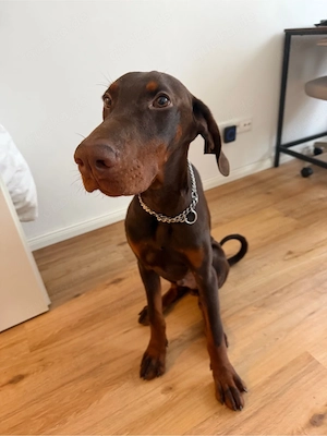 Dobermann-Rüde  Herkules  sucht ein liebevolles Zuhause