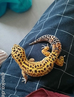 Leopardgecko Eclipse 1.0