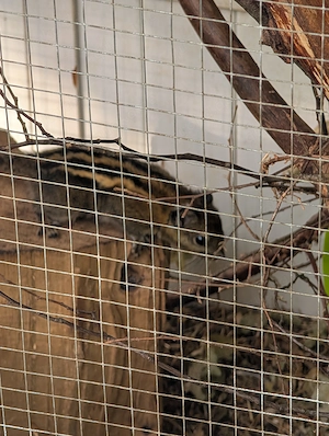 Verkaufen junge Streifenhörnchen 