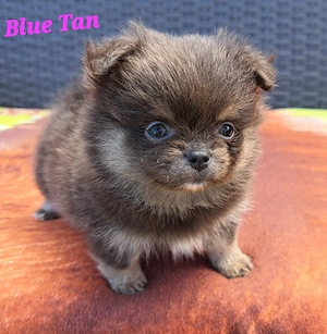 Pomeranian-PomChi Girls75%Poms