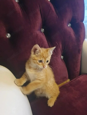 Babykatzen suchen neue Zuhause 