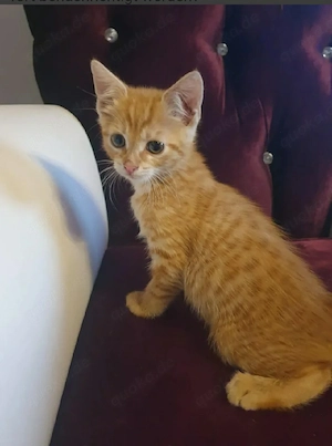 Babykatzen suchen neue Zuhause 