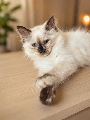 Ragdoll Kitten geimpft und entwurmt zur Abgabe bereit 