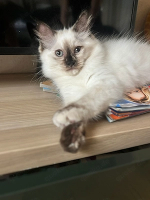 Ragdoll Kitten geimpft und entwurmt zur Abgabe bereit 
