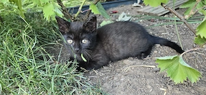 Zauberhafte Kitten (BKH-Look) suchen ein liebevolles Zuhause | 2 Jungs & 1 Mädchen
