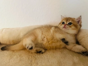 BKH golden Kitten mit Stammbaum München