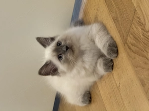 Nur noch 1 wunderschöner Heilige Birma Kater frei, ab sofort auszugsbereit! (12 Wochen alt)